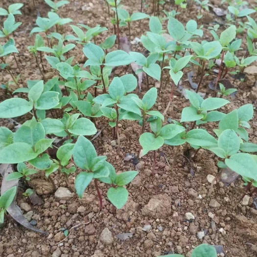 荔浦市香樟小苗，本苗圃已培育出大量香樟芽苗，数量200万株。