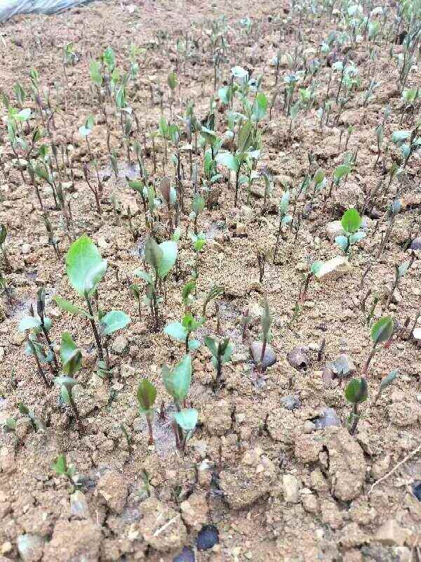 油茶苗，小芽苗大量出圃，数量100万株，欢迎联系