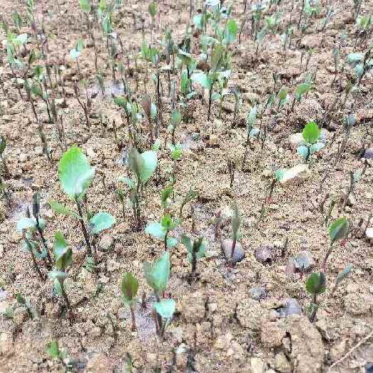 油茶苗，小芽苗大量出圃，数量100万株，欢迎联系