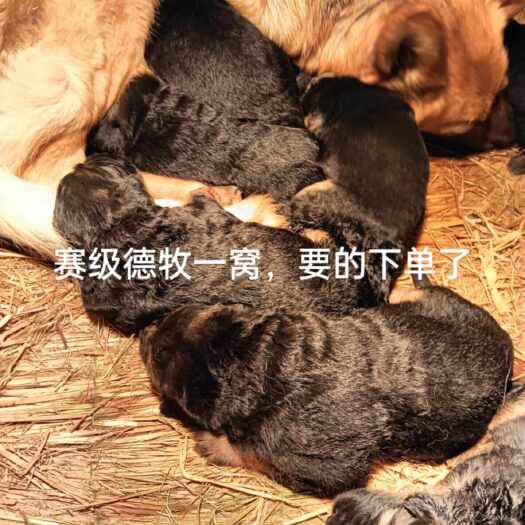 潍坊牧羊犬