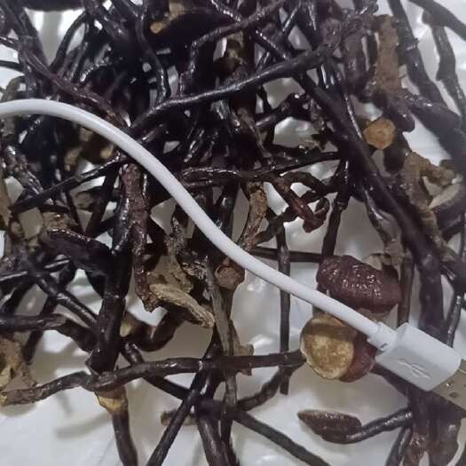 三亚五指山灵芝王