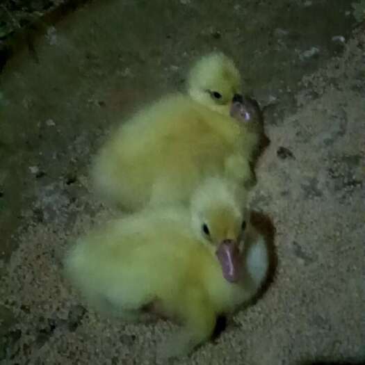 沭阳县老鹅仔鹅鹅苗种蛋