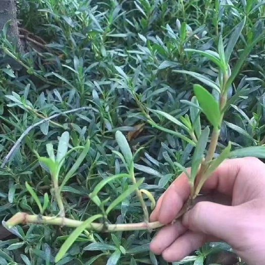 海马齿