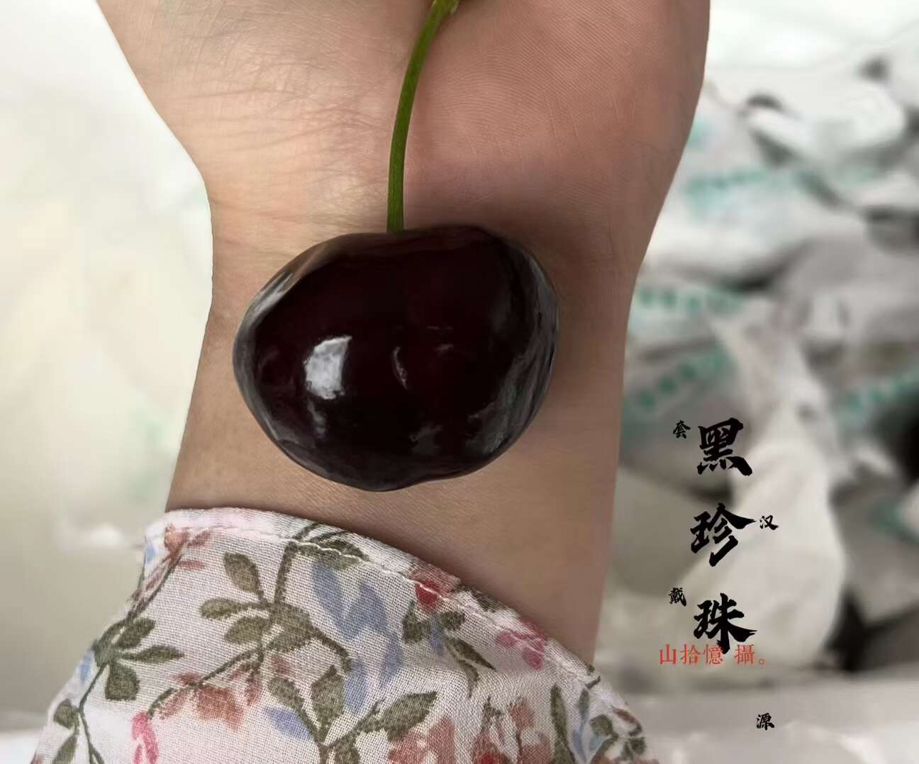 黑珍珠樱桃 樱桃套袋精品黑珍珠车厘子一件代发