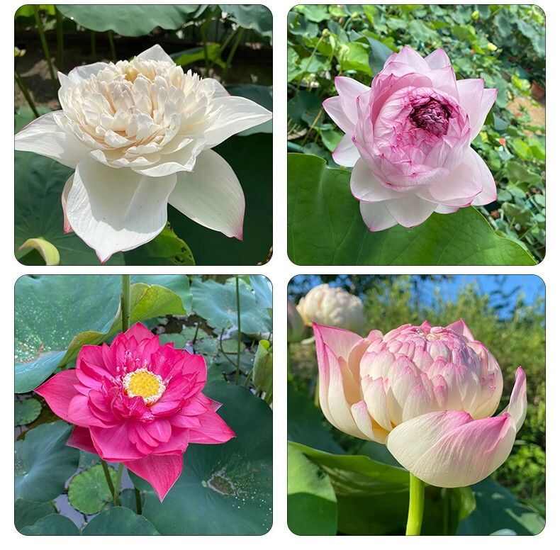 山东淄博高青黄河边的观赏荷花种苗，易存活，好管理，出花率高