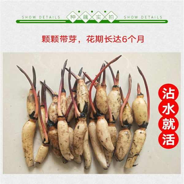 山东淄博高青黄河边的观赏荷花种苗，易存活，好管理，出花率高