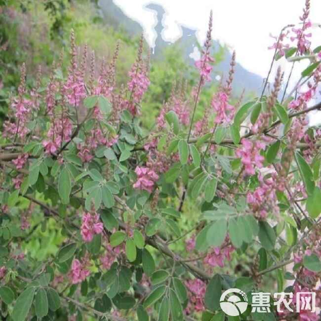 马棘种子护坡灌木饲用灌木牧草种籽抗旱耐寒高蛋白饲草易播种马棘