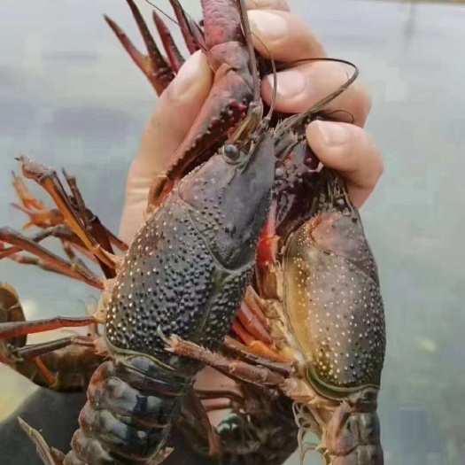小龙虾苗