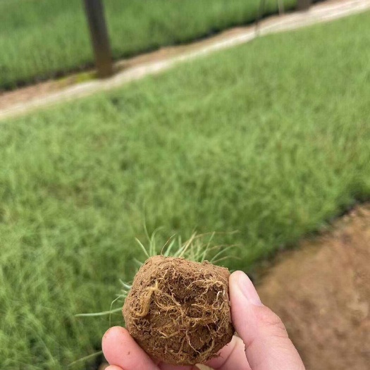 青州市粉黛乱子草