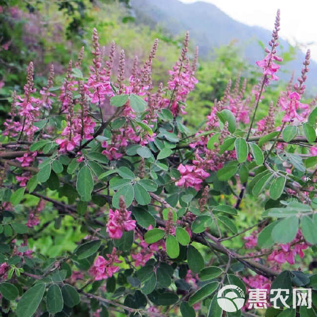 马棘种子护坡灌木饲用灌木牧草种籽抗旱耐寒高蛋白饲草易播种马棘