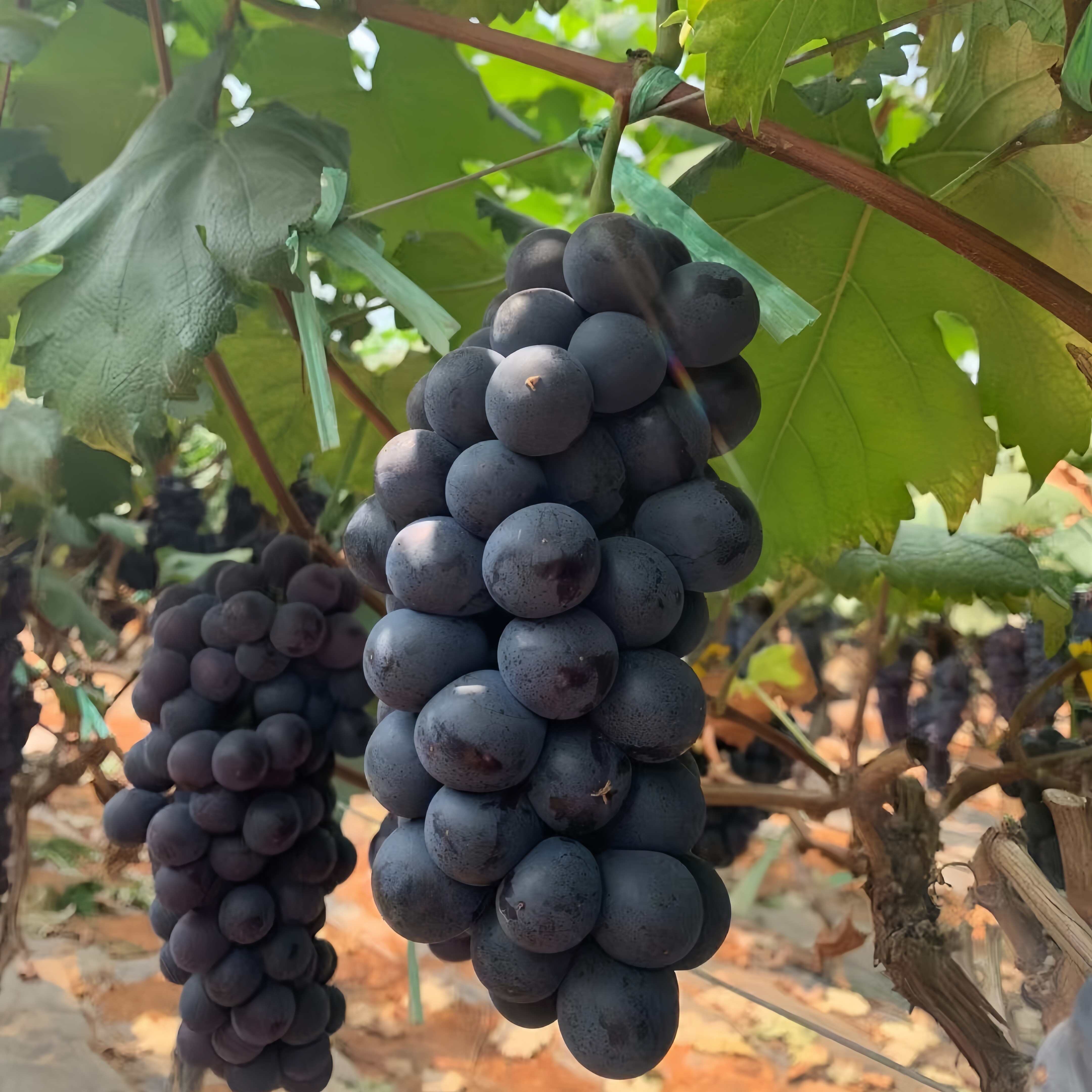 云南夏黑葡萄无籽当季水果现摘新鲜黑提青整箱包邮巨峰黑加仑