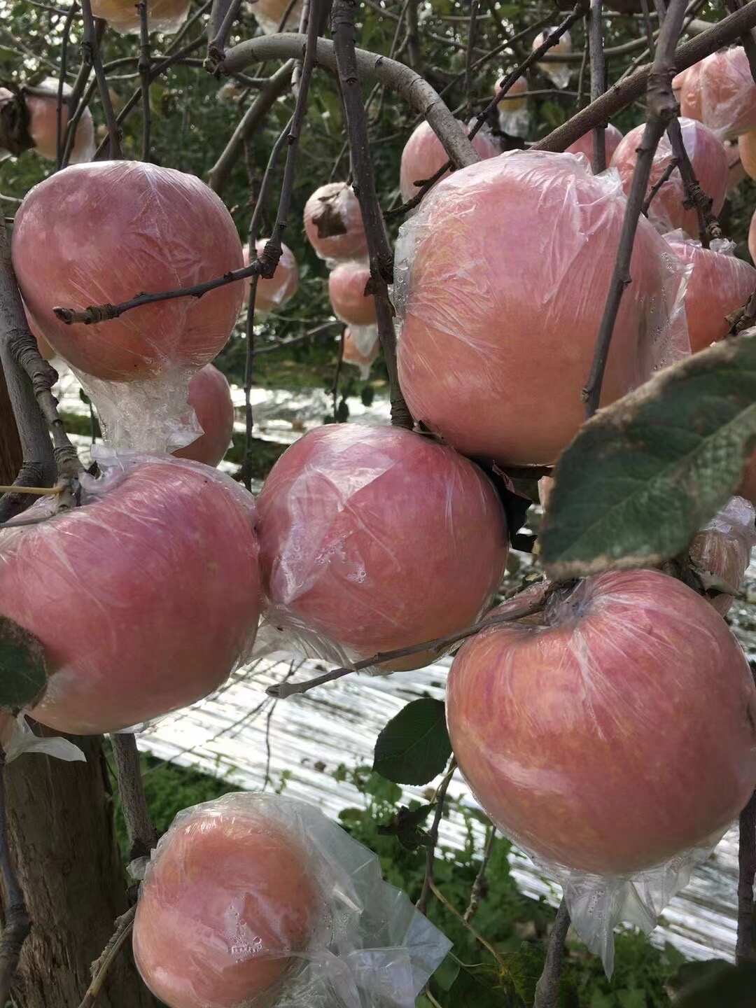 万荣红富士苹果