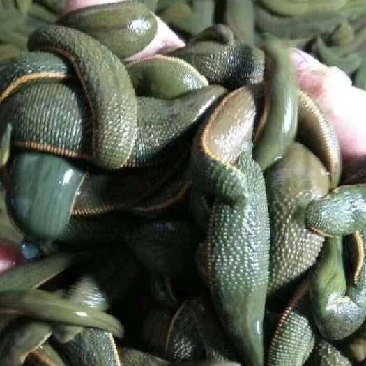 江门菲牛蛭
