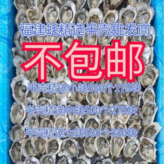 诏安县福建生蚝批发商用精选半壳开好壳清洗好货到即可使用小蚝3毛一个