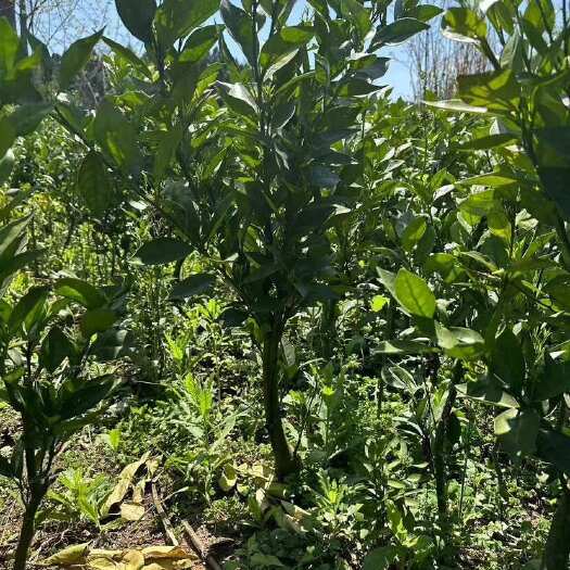 简阳市纽荷尔脐橙苗