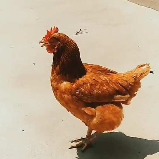  乌鸡