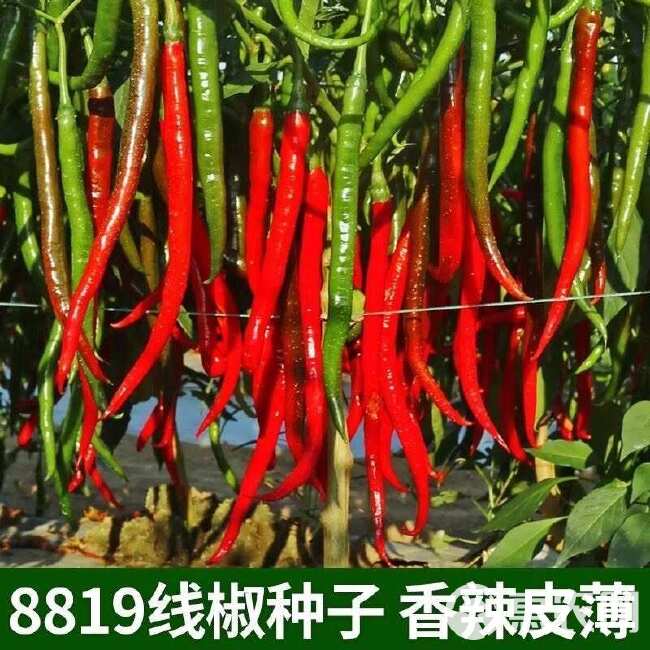 8819线椒种子香辣超辣干辣椒皱皮红辣椒线椒农家大田蔬菜