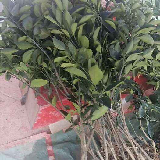  脐橙树苗