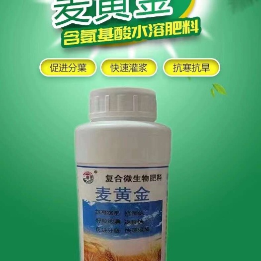 邯郸麦黄金