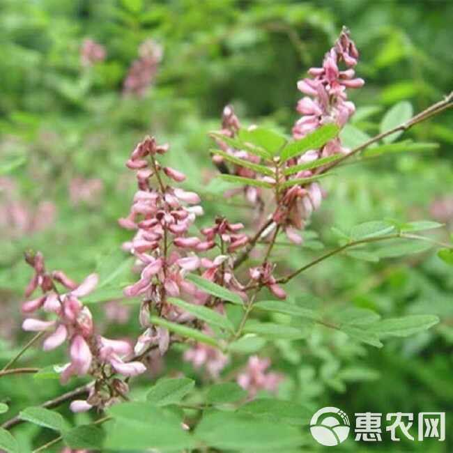 马棘种子护坡灌木饲用灌木牧草种籽抗旱耐寒高蛋白饲草易播种马棘