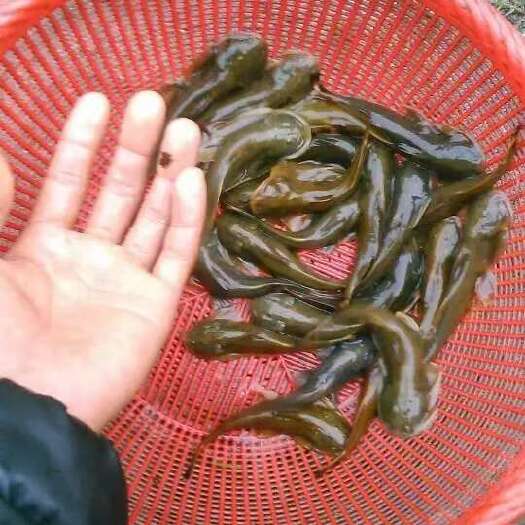  石爬鱼