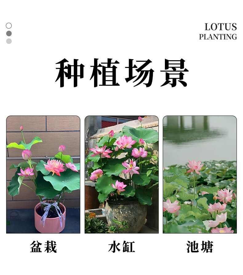 山东淄博高青黄河边的观赏荷花种苗，易存活，好管理，出花率高