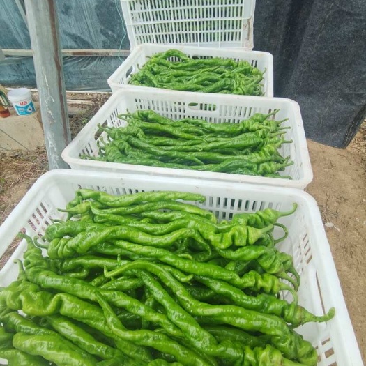 重庆市重庆开州螺丝椒生产基地