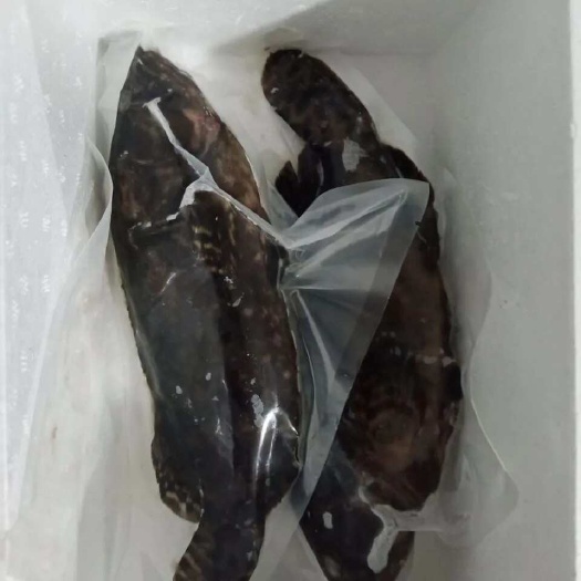石斑鱼龙胆珍珠斑真空速冻，到货包鱼鳃不红包赔