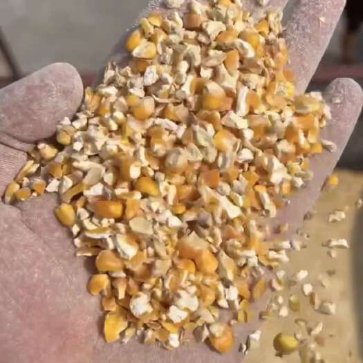 南陵县碎玉米，玉米碎，净粮碎玉米，干玉米，玉米漏