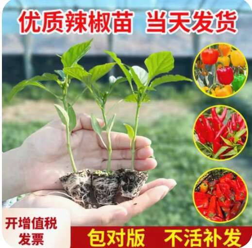 辣椒种苗朝天椒小米椒薄皮椒长线椒灯笼椒甜椒五彩椒螺丝椒秧苗