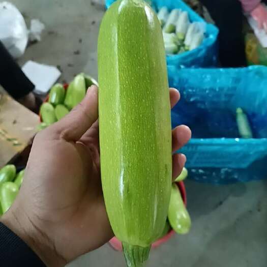 聊城精品小瓜