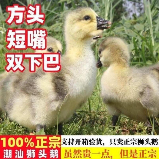 【现货】潮汕纯种巨型大种狮头鹅活苗纯真幼崽狮头鹅苗特大纯种