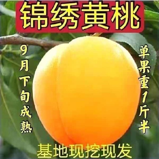  锦绣黄桃