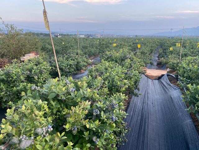 蓝莓云南澄江自家蓝莓合作社千亩蓝莓基地