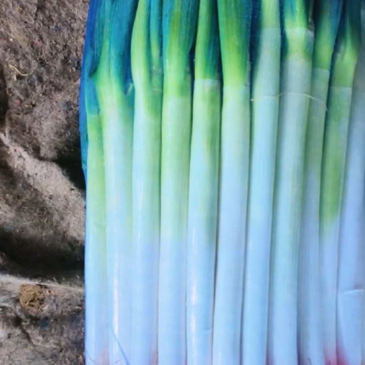 漳浦县大葱