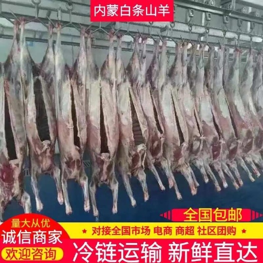 山羊肉 白条羊 内蒙直发 对接全国市场电商商超