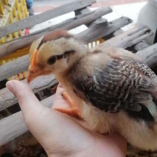  麻鸡苗