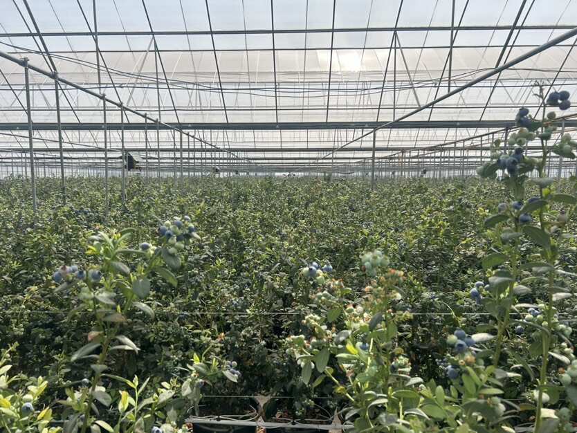 蓝莓云南澄江自家蓝莓合作社千亩蓝莓基地