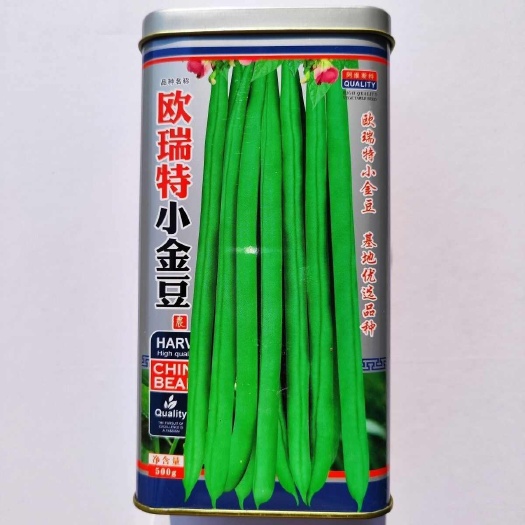 南京欧瑞特小金豆种子四季豆种籽绿荚架豆角种子抗病春秋蔬菜种孑