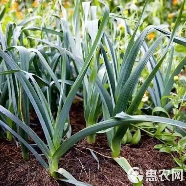 红根蒜苗种子红根香蒜硬叶蒜苗一年四季三茬连续均可种植蒜苗种籽