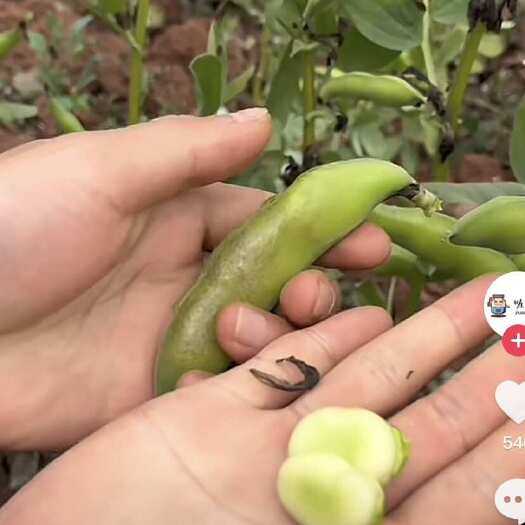  豆角