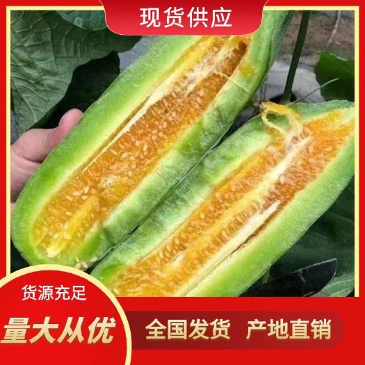 莘县羊角蜜甜瓜 博洋九六一