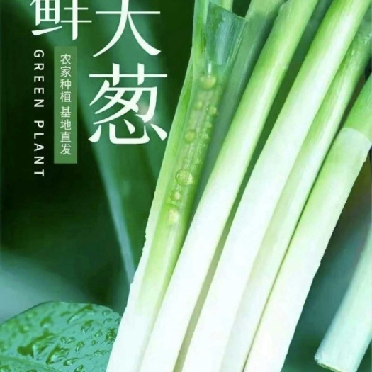 漳浦县大葱