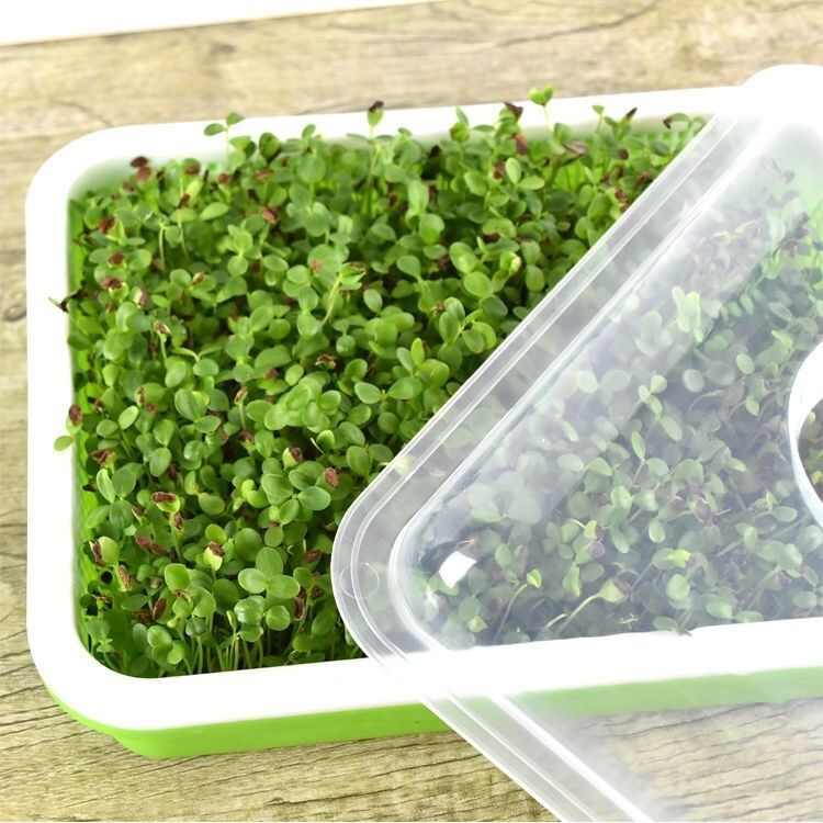 红香椿种子去翅净籽速生芽苗菜香椿树种子春秋可种植