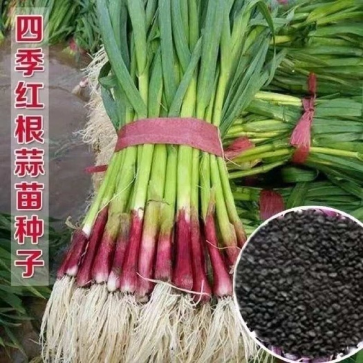 邵东市红根蒜苗种子红根香蒜硬叶蒜苗一年四季三茬连续均可种植蒜苗种籽