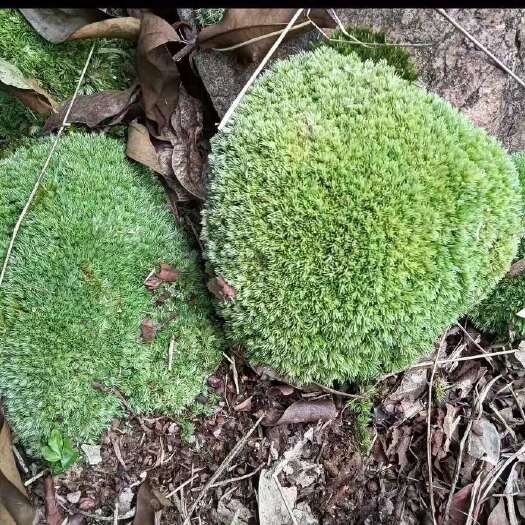  青苔