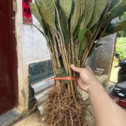 沭阳县广西优质枇杷树苗 未嫁接枇杷小苗枇杷砧木1-2年苗嫁接用实生