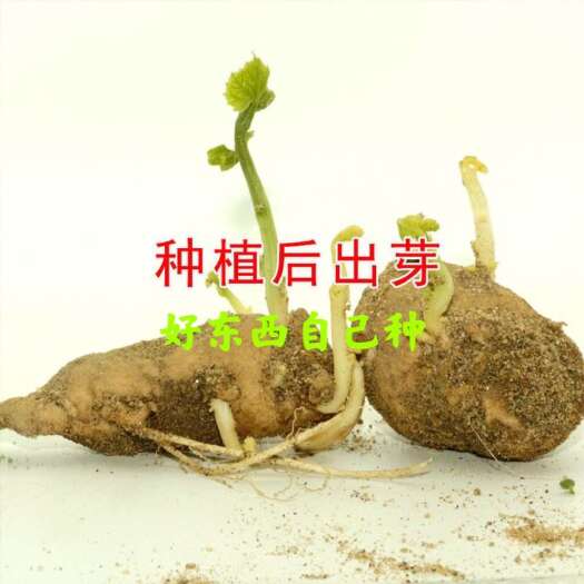 巢湖瓜蒌苗9号吊瓜苗蒌大颗粒品种药食同源在线技术支持基地直发