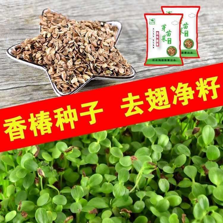 红香椿种子去翅净籽速生芽苗菜香椿树种子春秋可种植