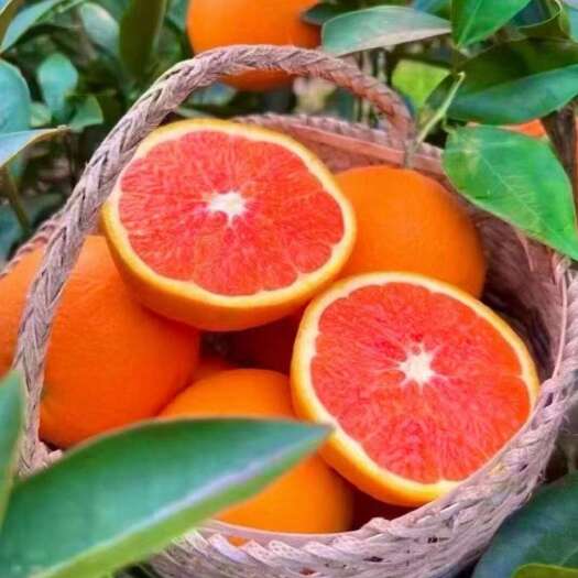 秭归县中华红橙挂树鲜果，产地直供，口感纯甜化渣水分足，营养价值高